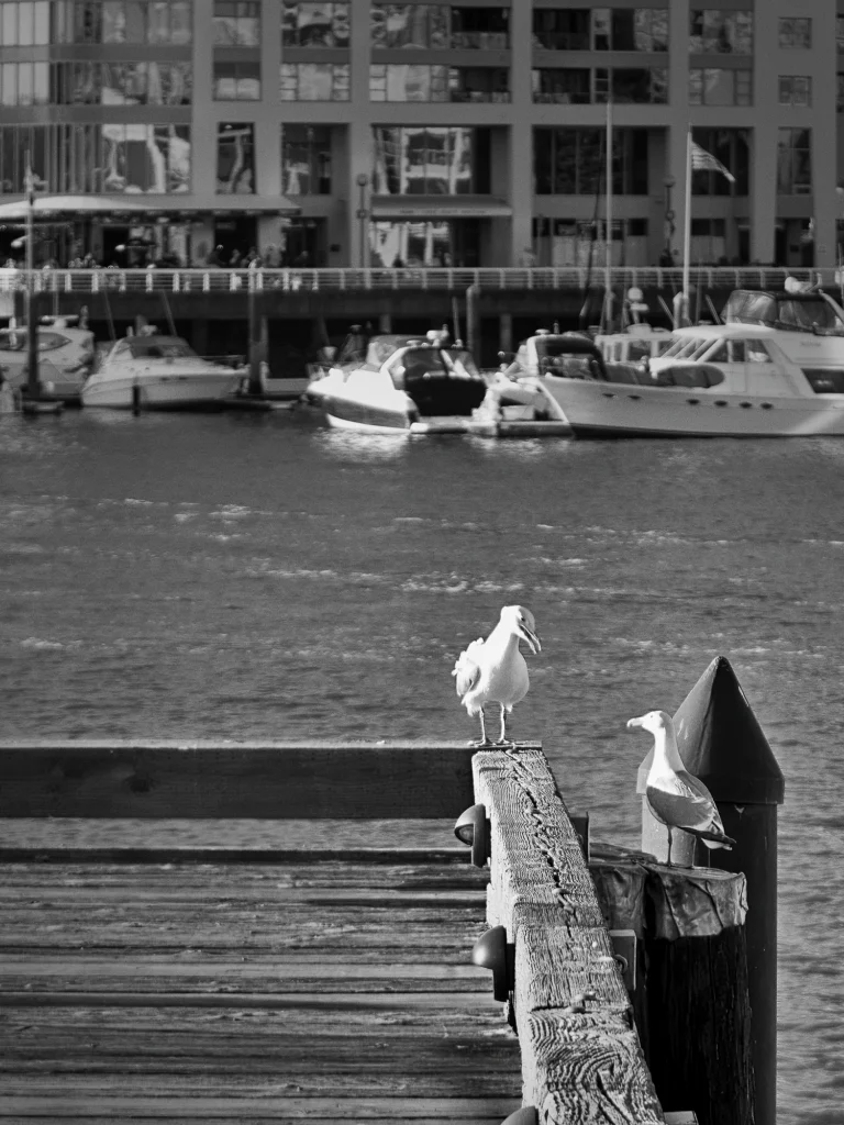 Photographe voyage Canada - Vents dOuest 07 0947 Granville Island 1