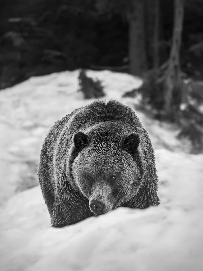 Photographe voyage Canada - Vents dOuest 10 1516 Grouse Mountain 1