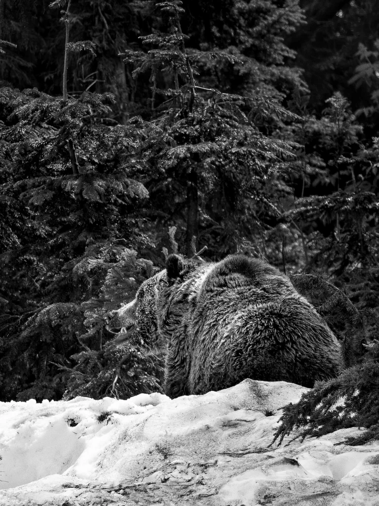 Photographe voyage Canada - Vents dOuest 1251 Grouse Mountain 3