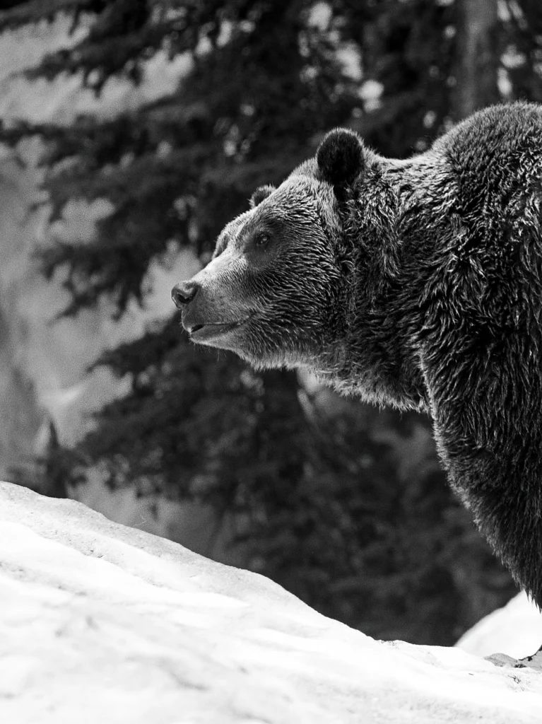 Photographe voyage Canada - Vents dOuest 1308 Grouse Mountain 1