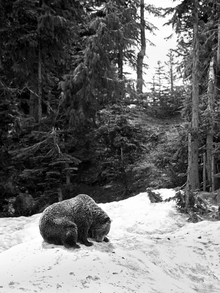Photographe voyage Canada - Vents dOuest 1329 Grouse Mountain 1