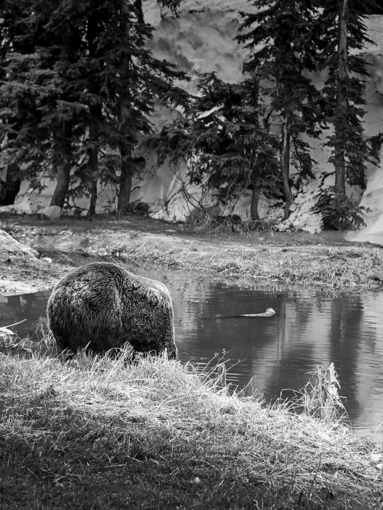 Photographe voyage Canada - Vents dOuest 1333 Grouse Mountain 1