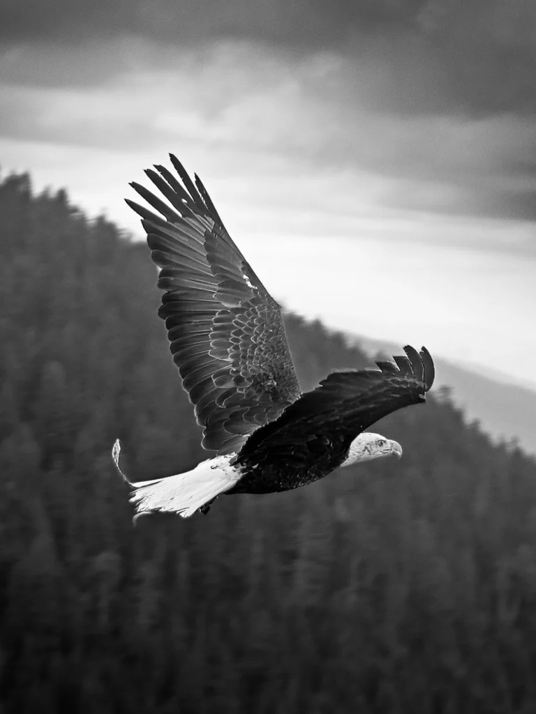 Photographe voyage Canada - Vents dOuest 1602 Grouse Mountain 1
