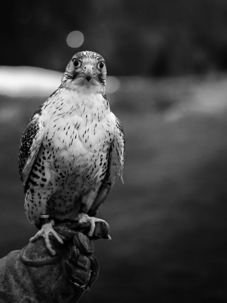 Photographe voyage Canada - Vents dOuest 1681 Grouse Mountain 1